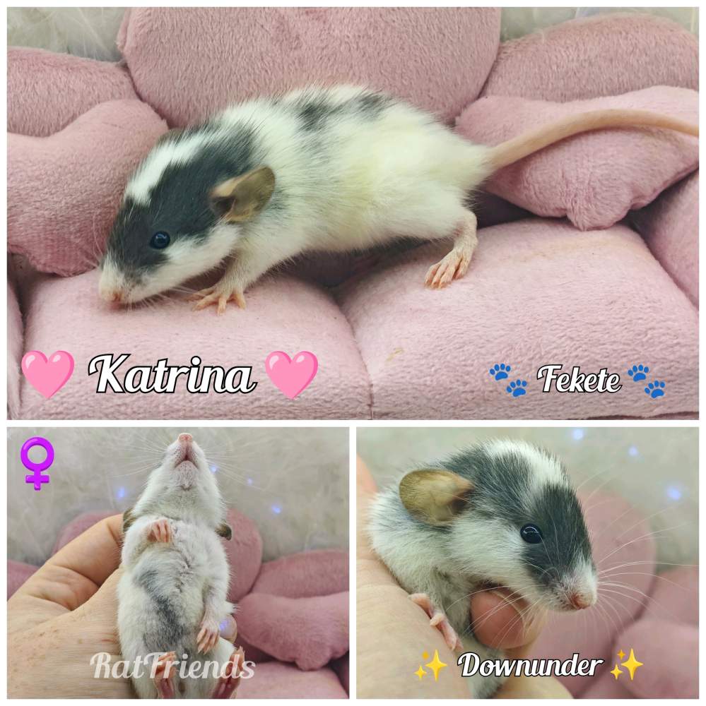 Fancy rat Available for rehoming Rattus norvegicus 