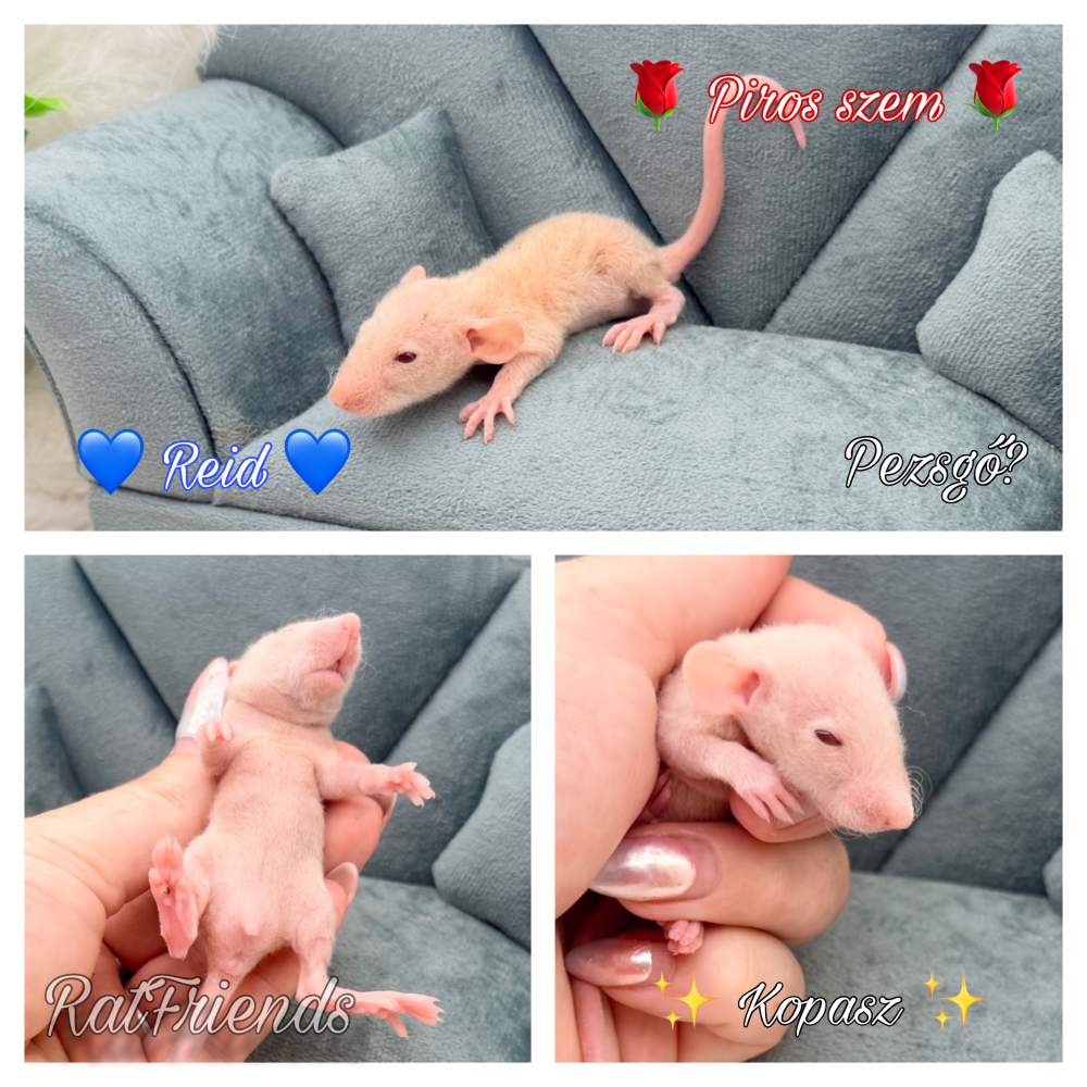 Fancy rat Available for rehoming Rattus norvegicus 