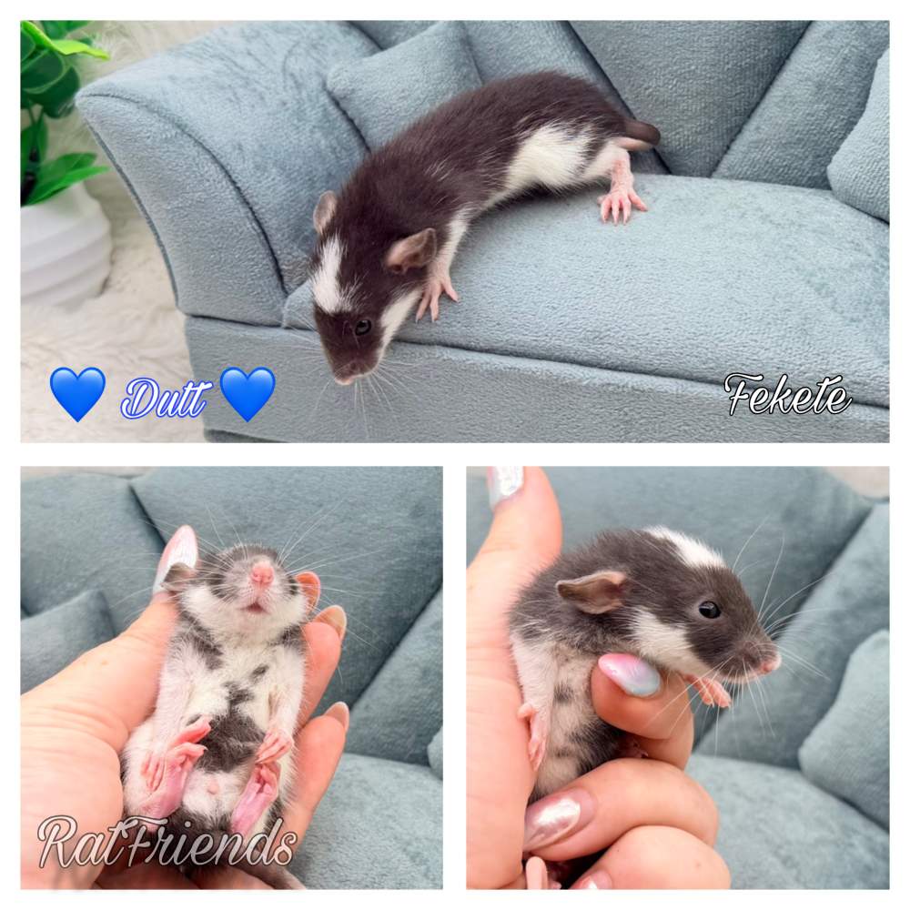 Fancy rat Available for rehoming Rattus norvegicus 
