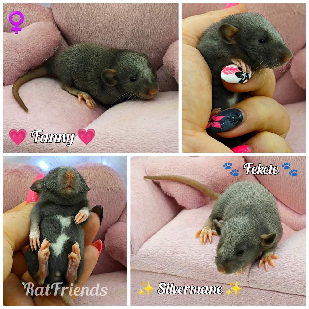 Fancy rat Breeder Rattus norvegicus 