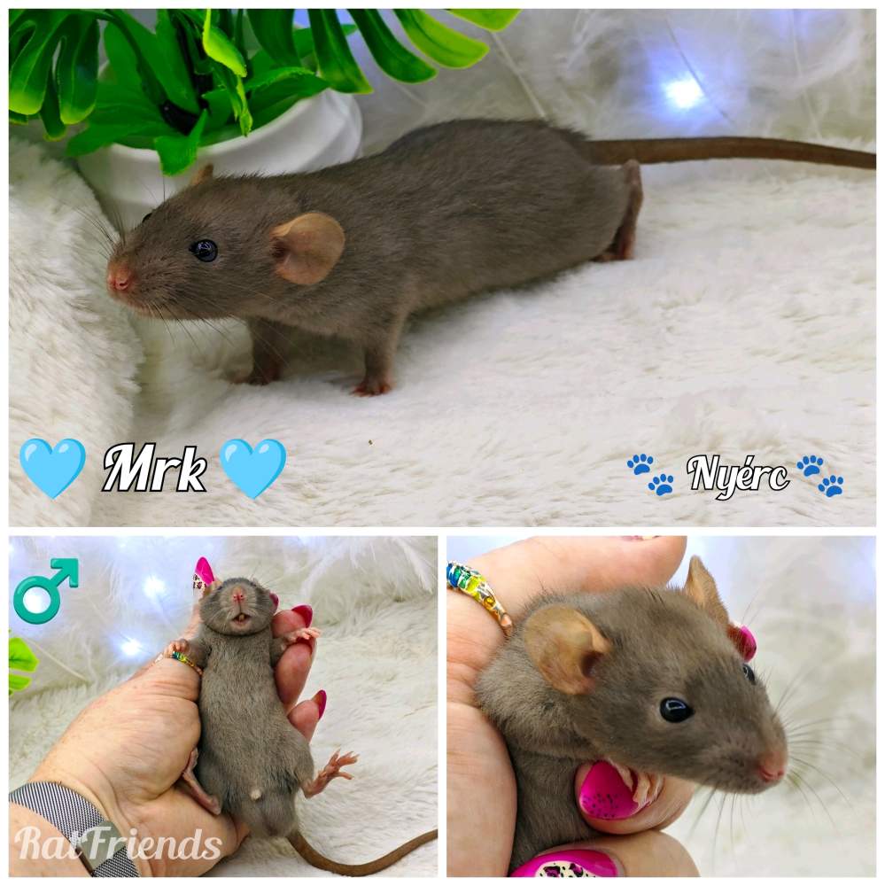 Fancy rat Breeder Rattus norvegicus 