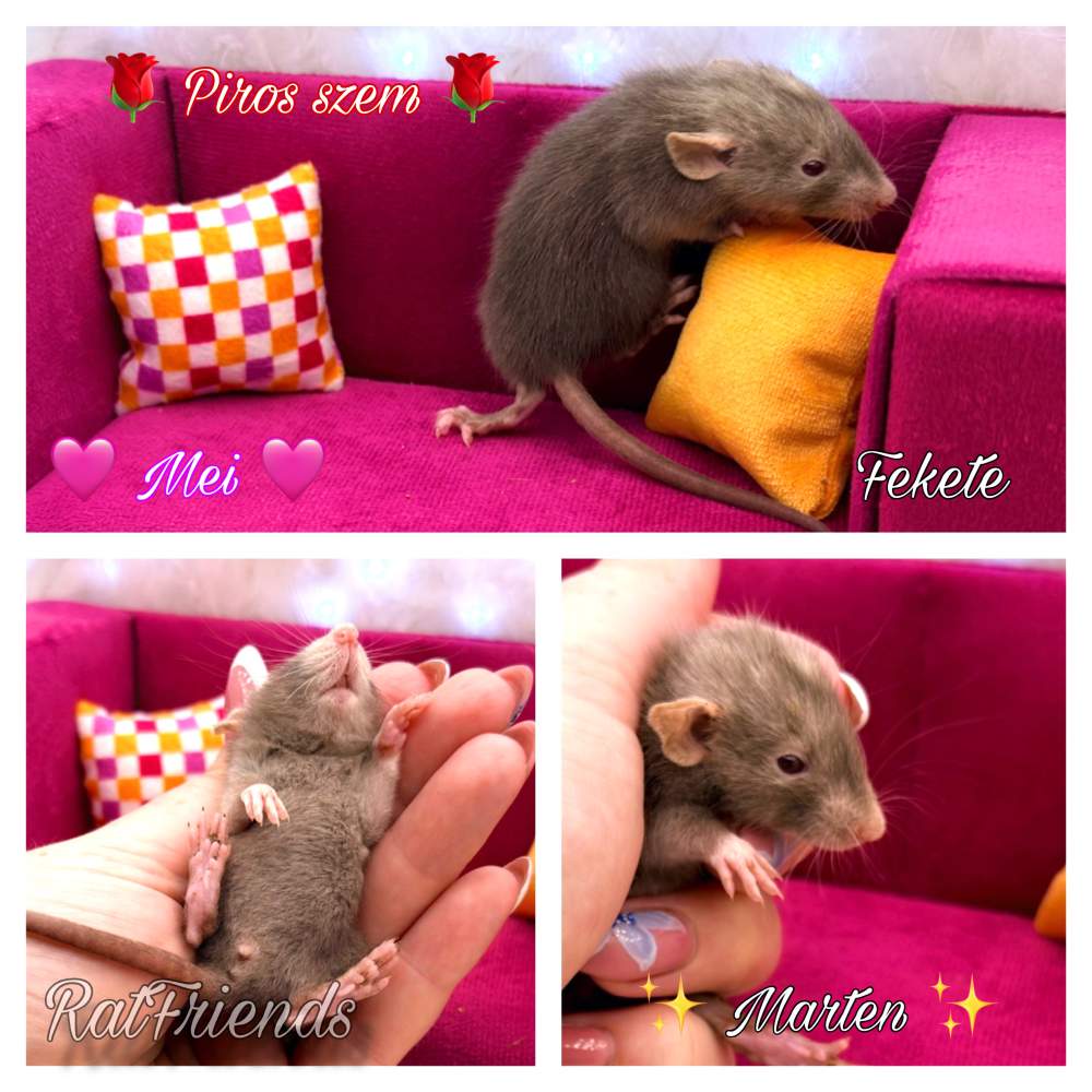 Fancy rat Available for rehoming Rattus norvegicus 