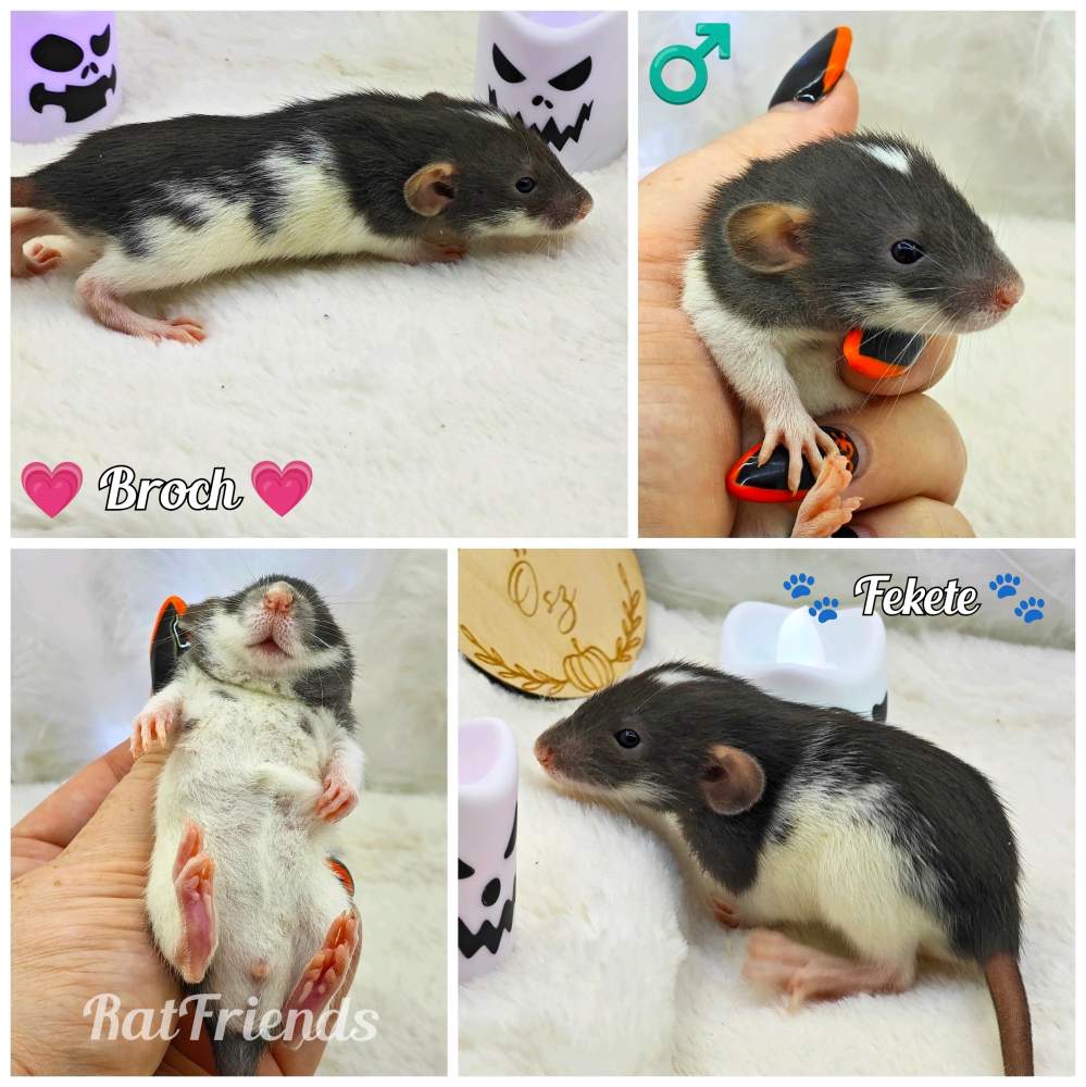 Fancy rat Owned by other Rattus norvegicus 