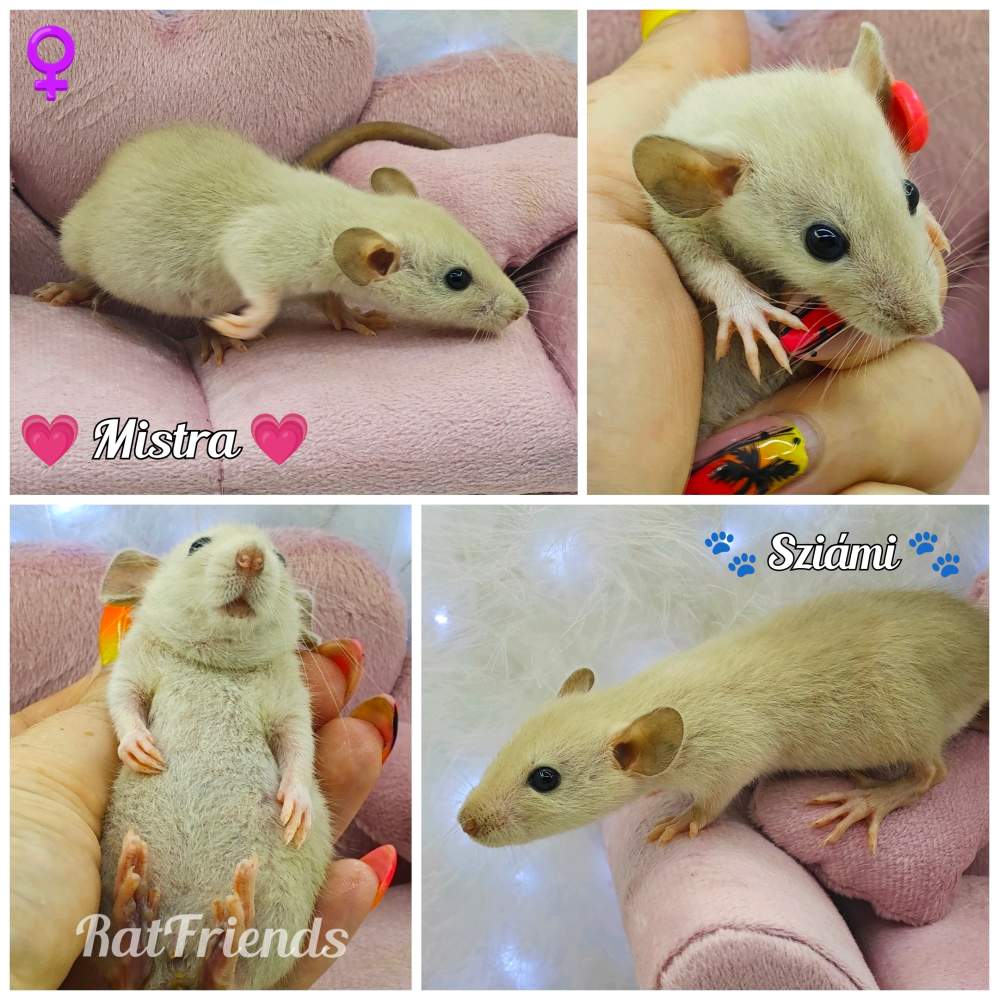 Fancy rat Owned by other Rattus norvegicus 