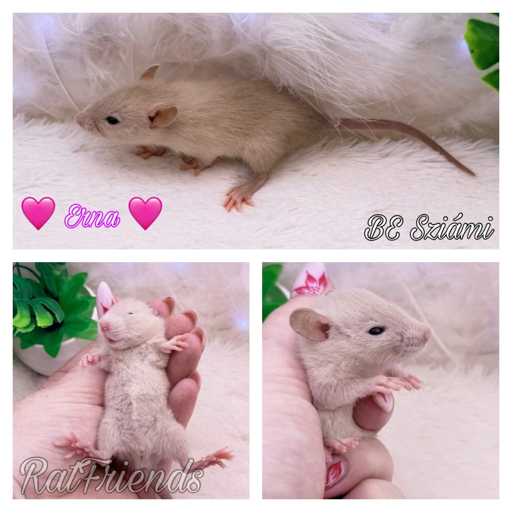 Fancy rat Available for rehoming Rattus norvegicus 