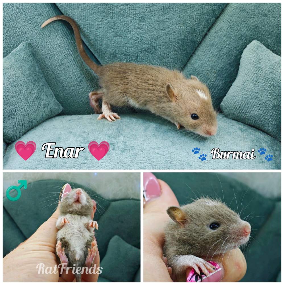 Fancy rat Owned by other Rattus norvegicus 