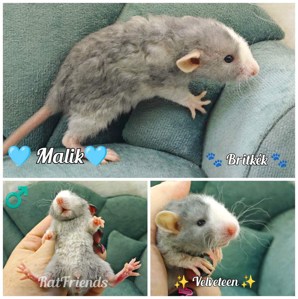 Fancy rat Breeder Rattus norvegicus 