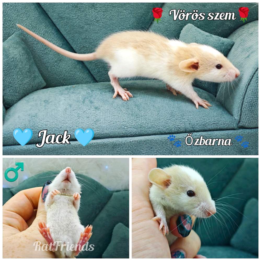 Fancy rat Available for rehoming Rattus norvegicus 