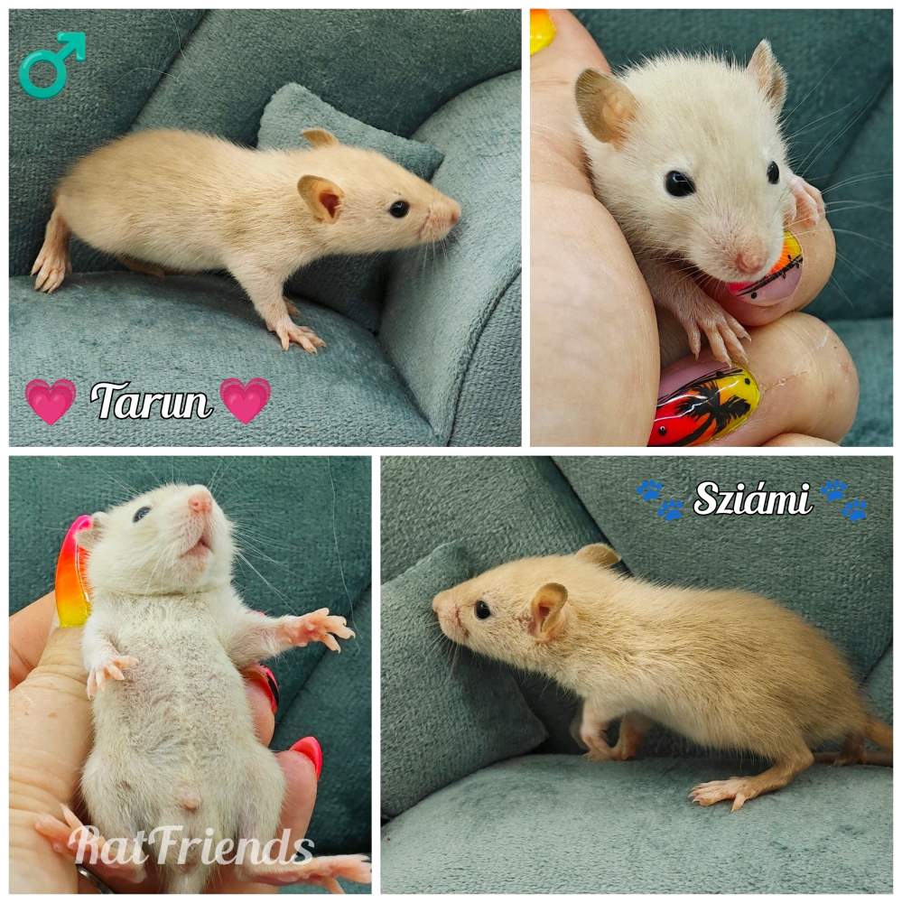 Fancy rat Available for rehoming Rattus norvegicus 