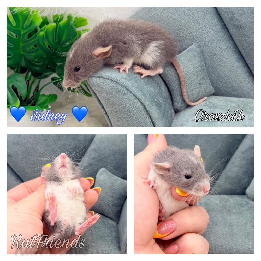 Fancy rat Available for rehoming Rattus norvegicus 