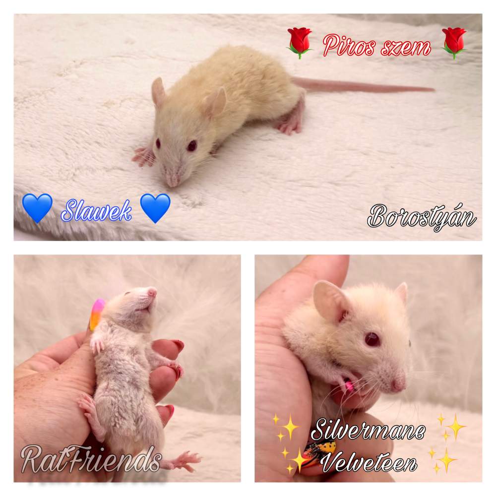 Fancy rat Available for rehoming Rattus norvegicus 