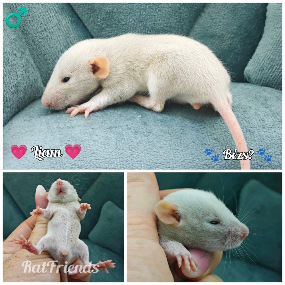 Fancy rat Available for rehoming Rattus norvegicus 