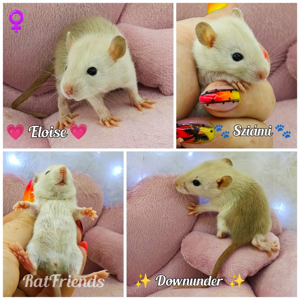 Fancy rat Available for rehoming Rattus norvegicus 