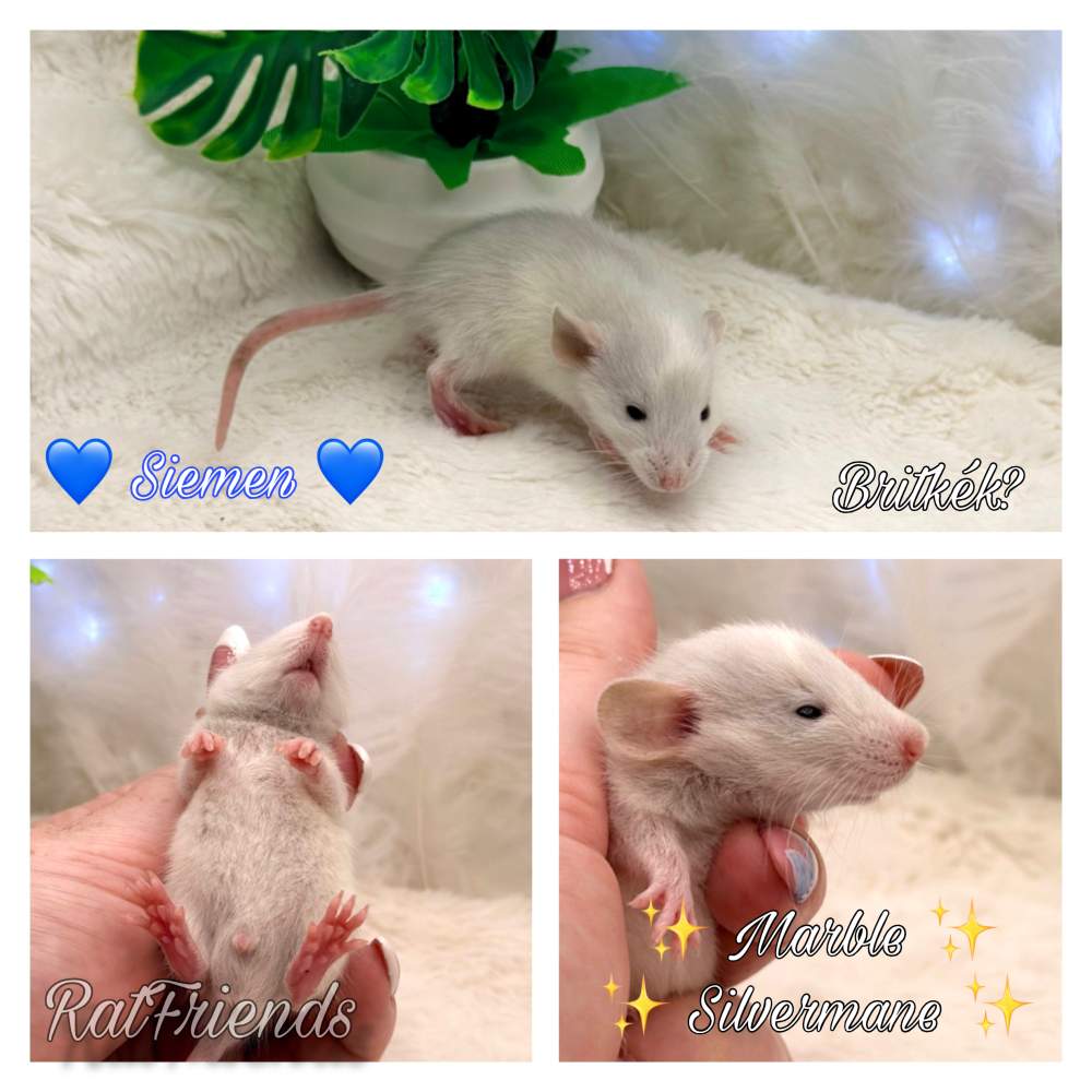 Fancy rat Available for rehoming Rattus norvegicus 