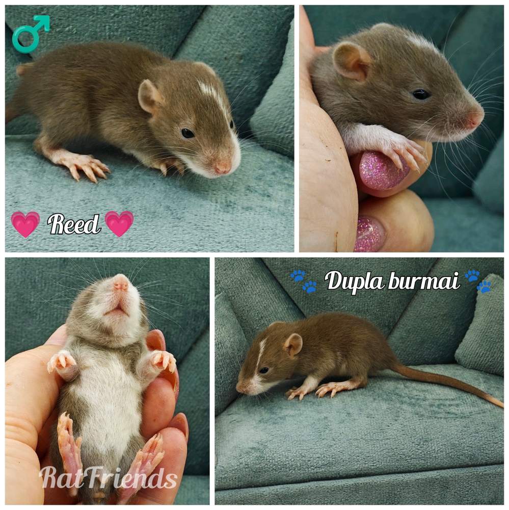 Fancy rat Rehomed Rattus norvegicus 