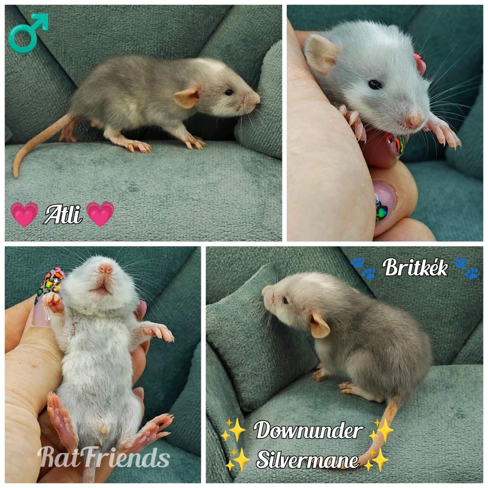 Fancy rat Rehomed Rattus norvegicus 