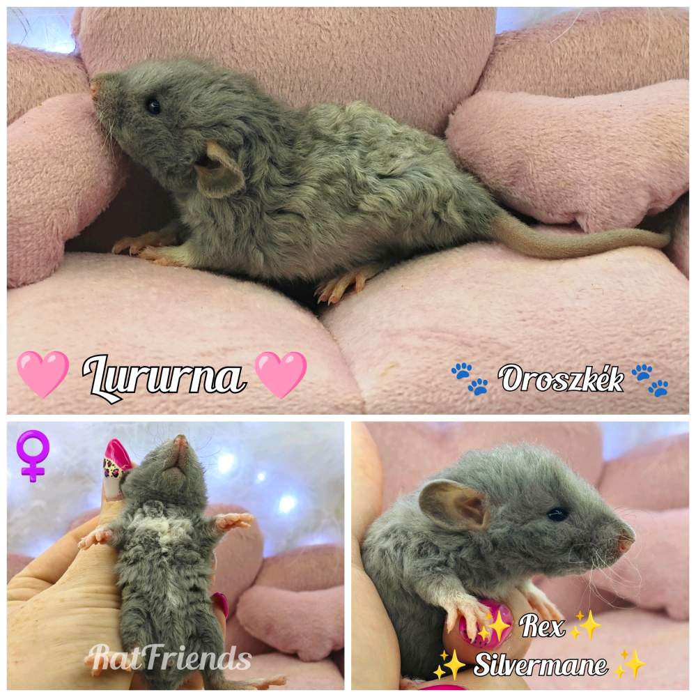 Fancy rat Breeder Rattus norvegicus 