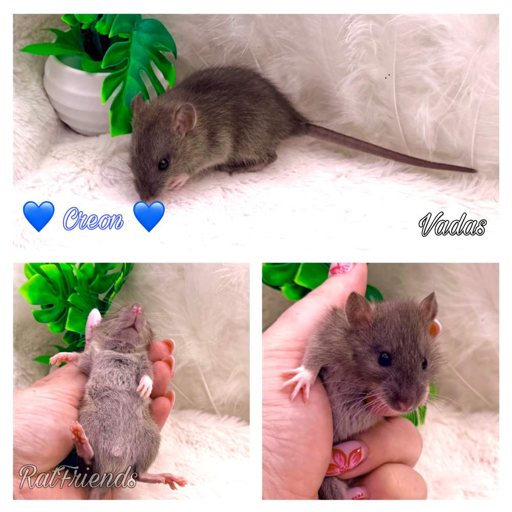 Fancy rat Breeder Rattus norvegicus 