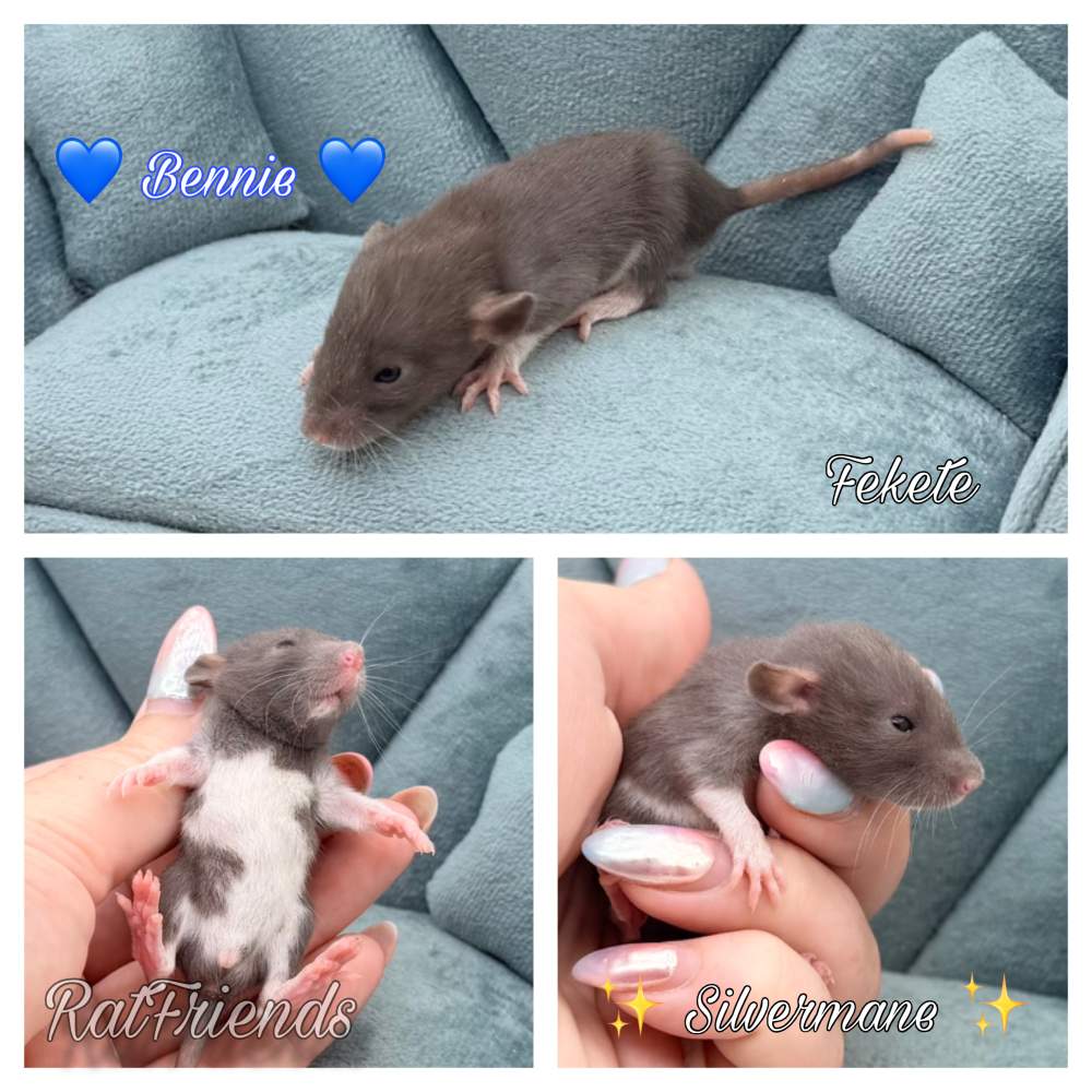 Fancy rat Available for rehoming Rattus norvegicus 