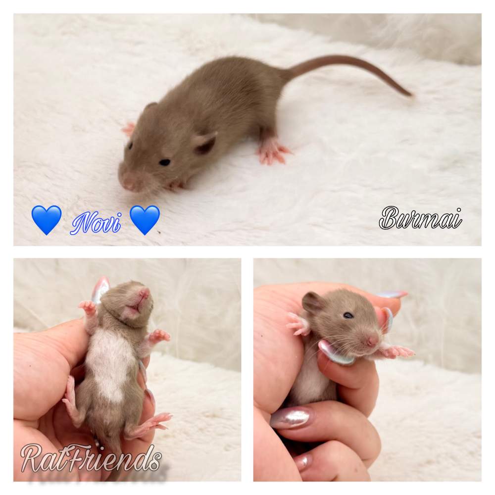 Fancy rat Available for rehoming Rattus norvegicus 