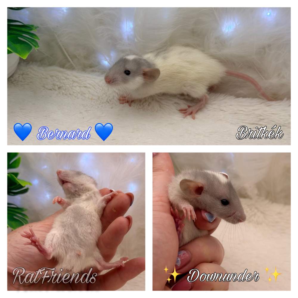 Fancy rat Available for rehoming Rattus norvegicus 