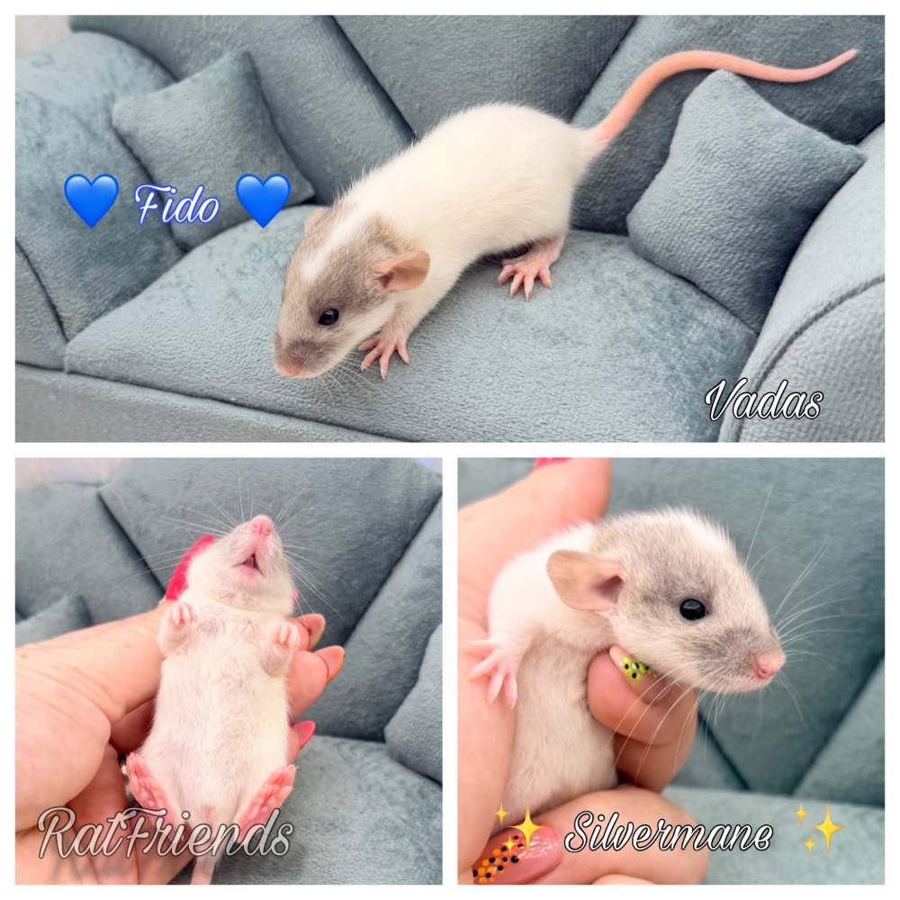 Fancy rat Available for rehoming Rattus norvegicus 