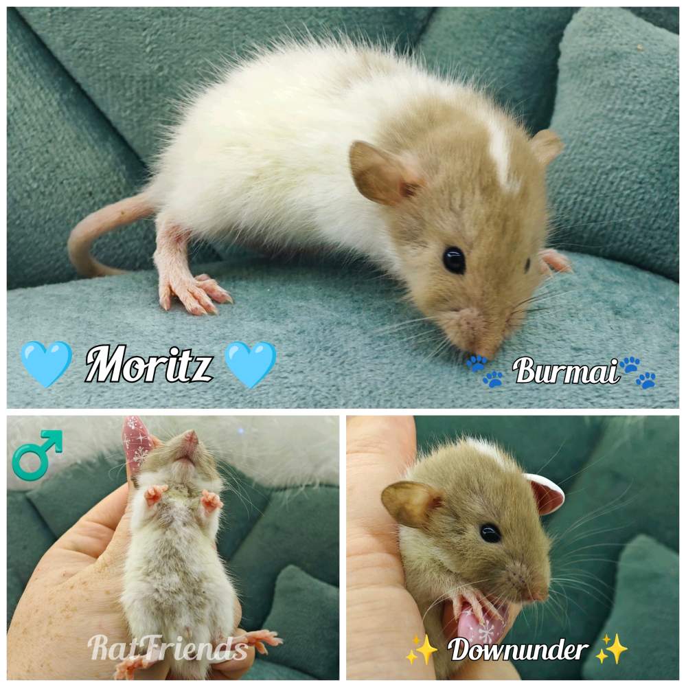 Fancy rat Rehomed Rattus norvegicus 