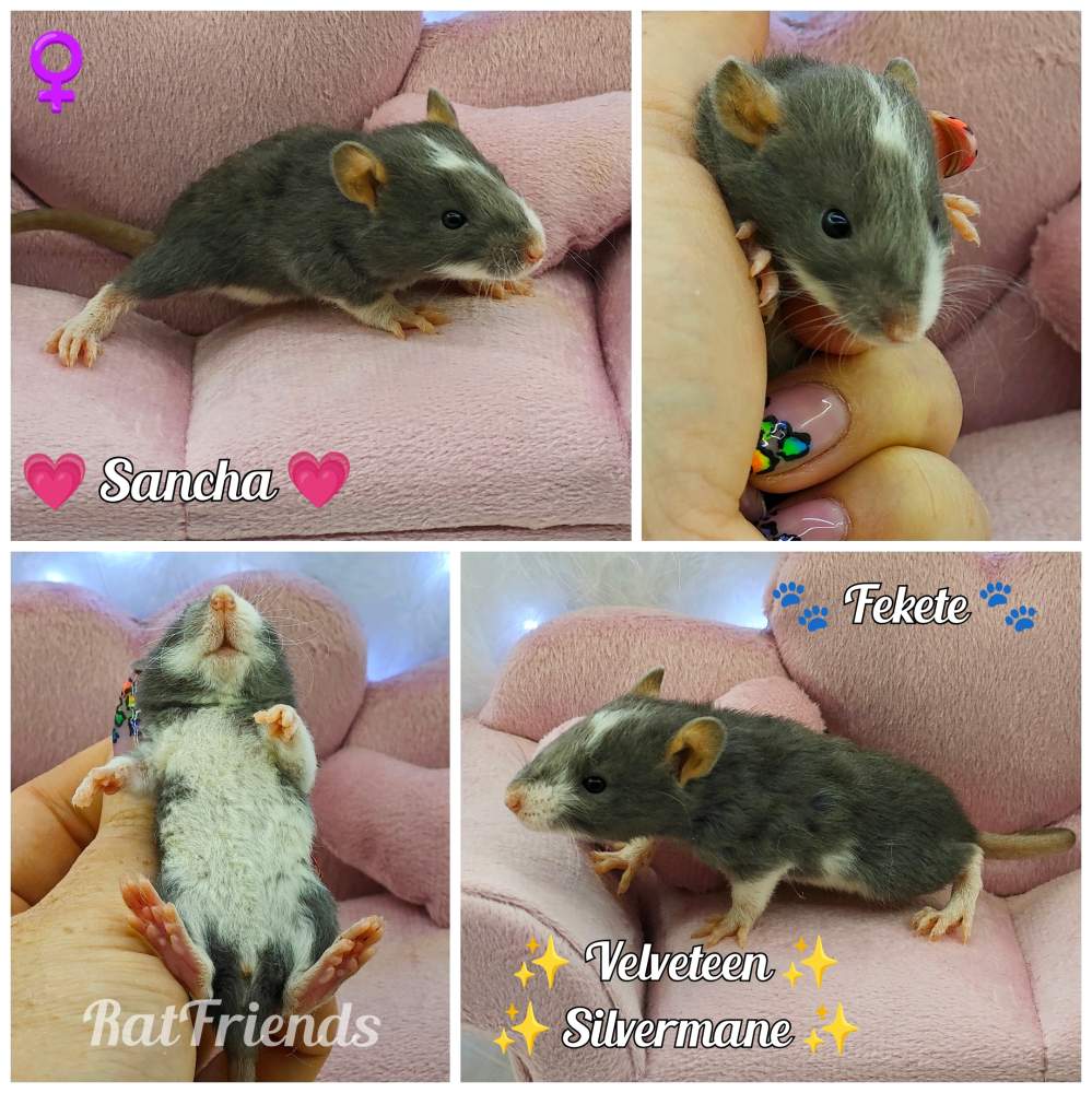 Fancy rat Owned by other Rattus norvegicus 