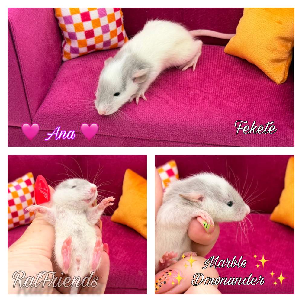Fancy rat Breeder Rattus norvegicus 