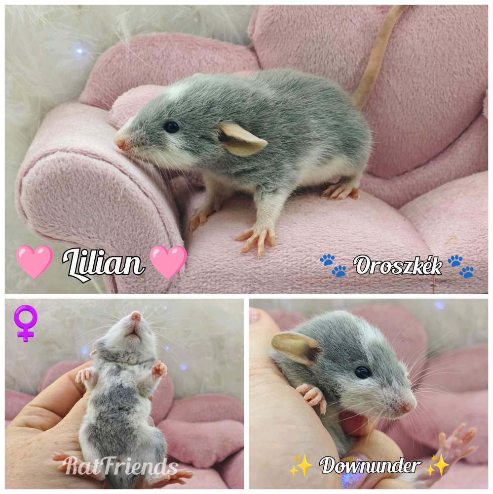 Fancy rat Breeder Rattus norvegicus 