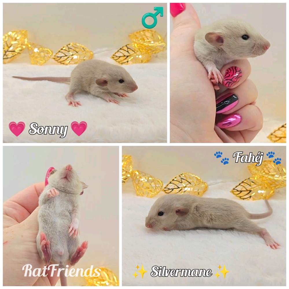 Fancy rat Owned by other Rattus norvegicus 