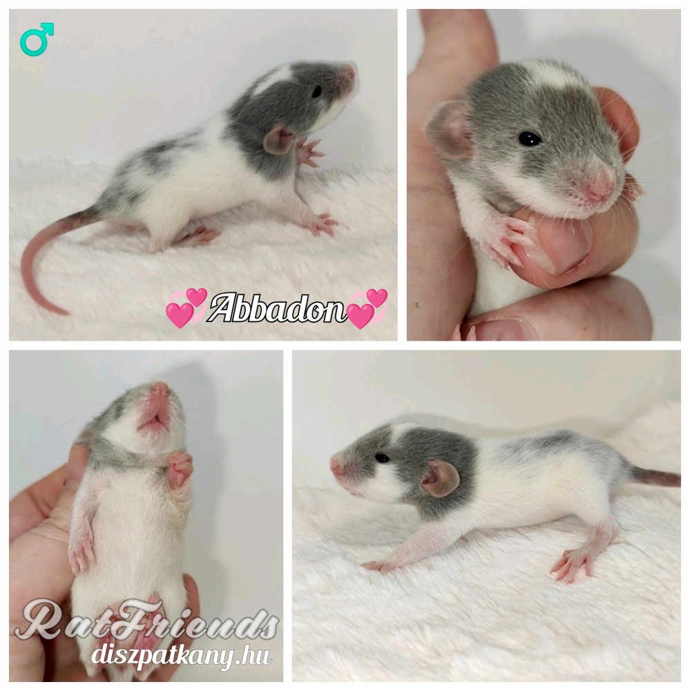 Fancy rat Owned by other Rattus norvegicus 