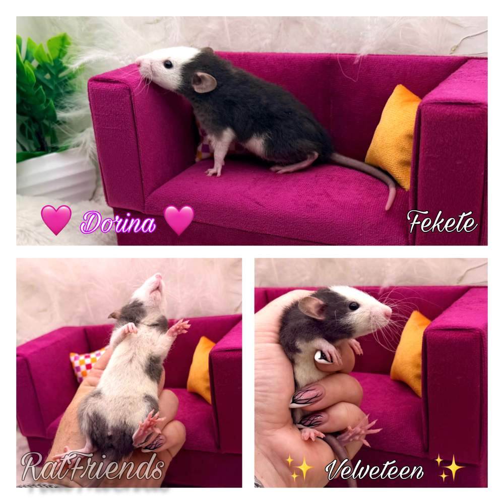 Fancy rat Available for rehoming Rattus norvegicus 