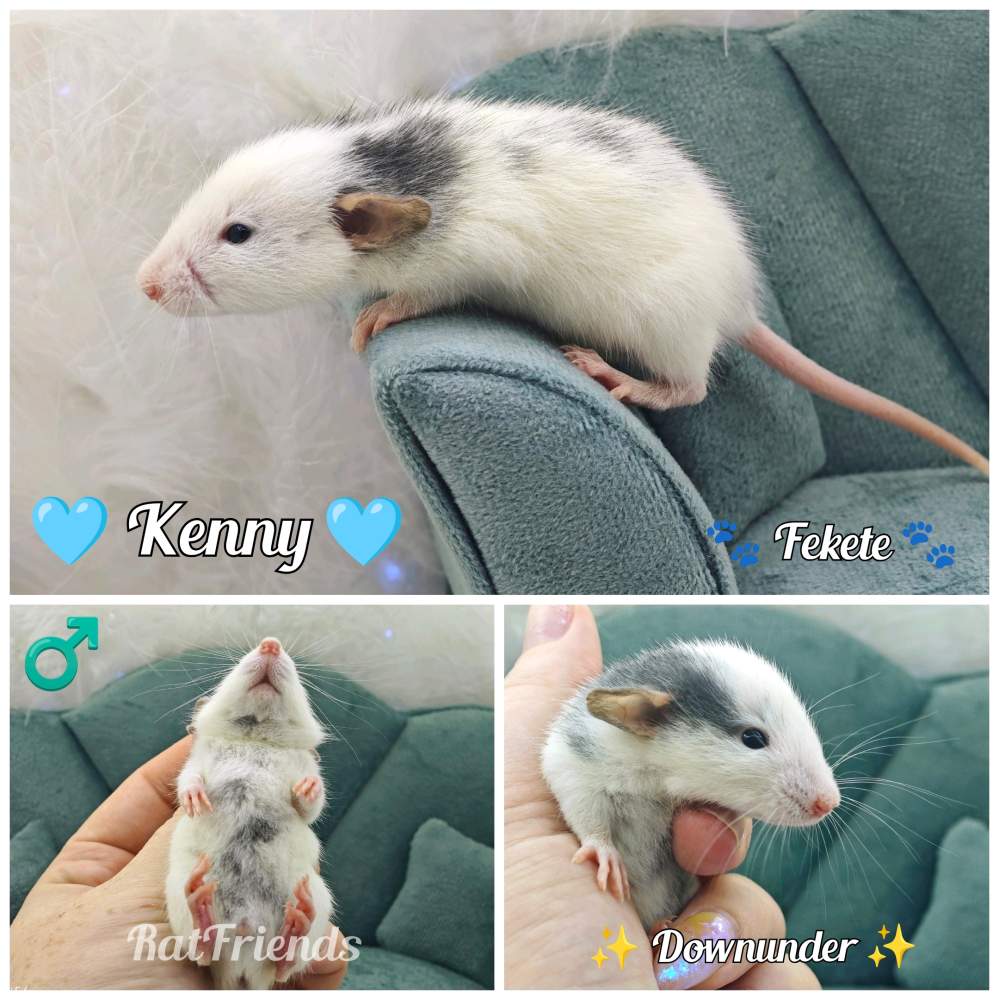 Fancy rat Available for rehoming Rattus norvegicus 
