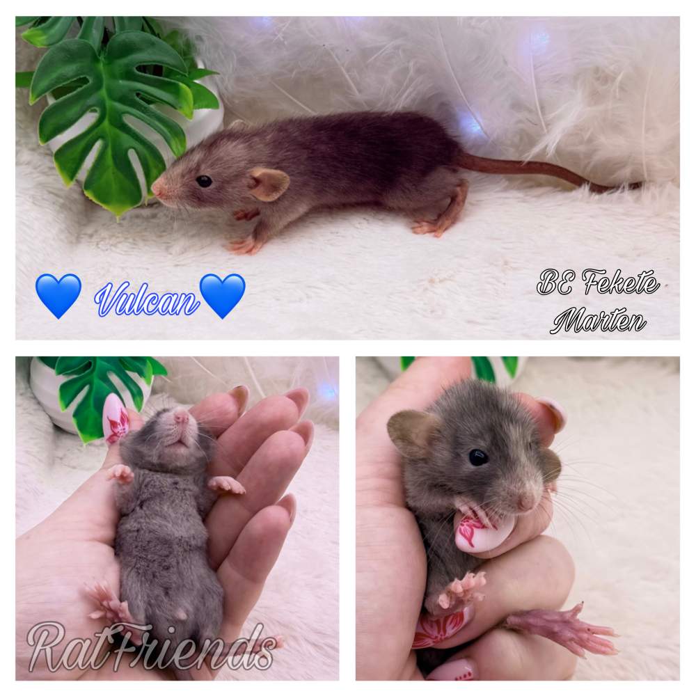 Fancy rat Available for rehoming Rattus norvegicus 