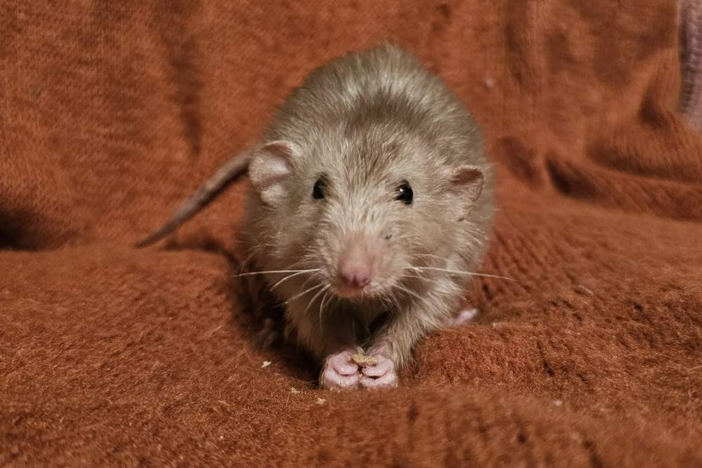 Fancy rat Owned by other Rattus norvegicus 