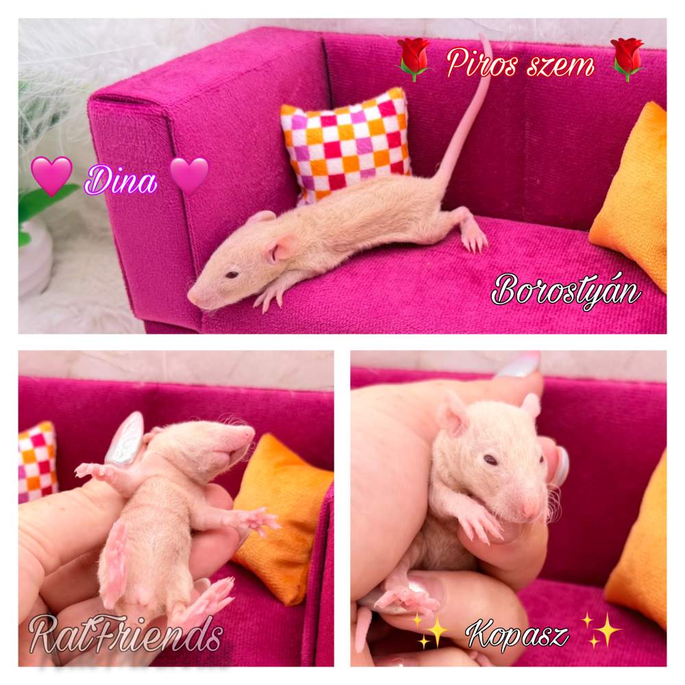 Fancy rat Rehomed Rattus norvegicus 