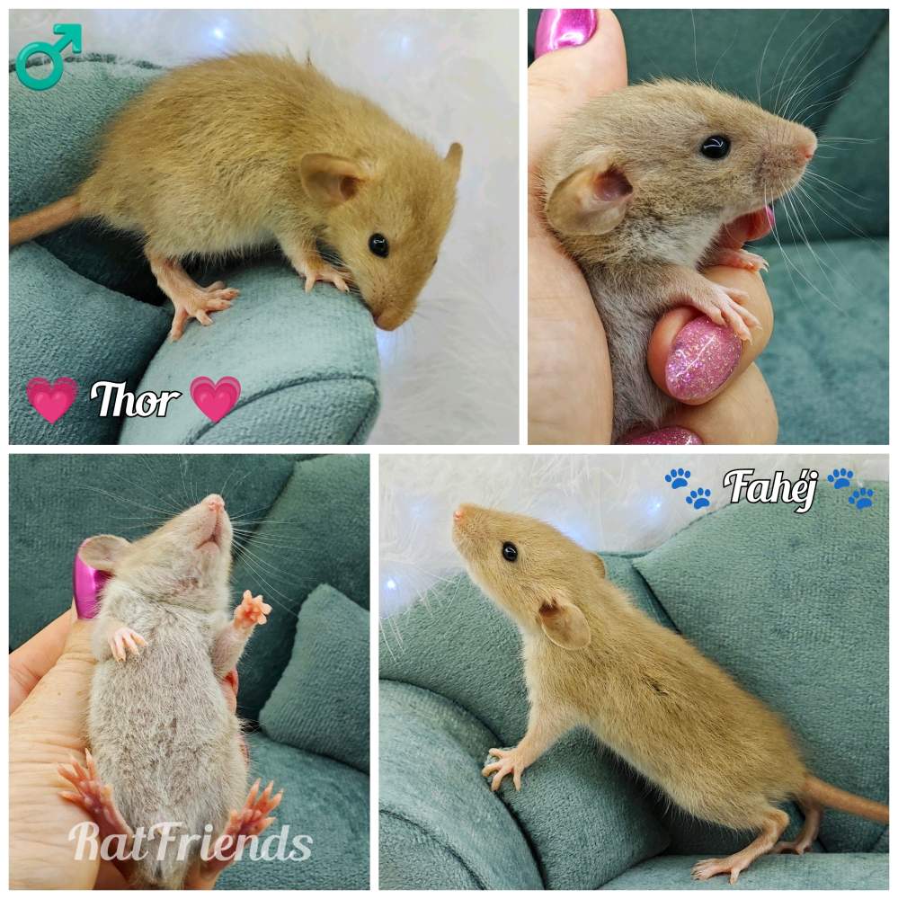 Fancy rat Owned by other Rattus norvegicus 