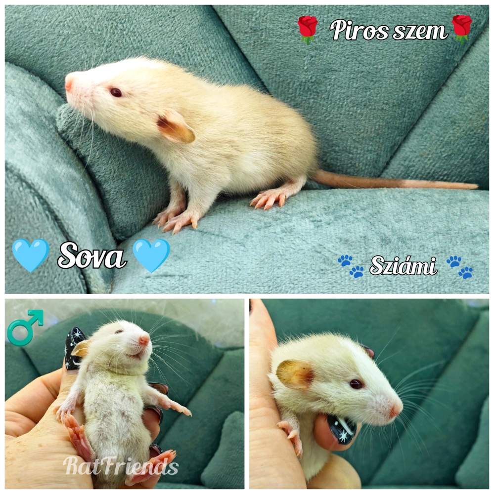 Fancy rat Available for rehoming Rattus norvegicus 