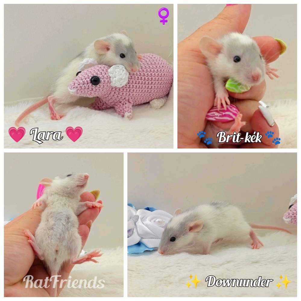 Fancy rat Breeder Rattus norvegicus 
