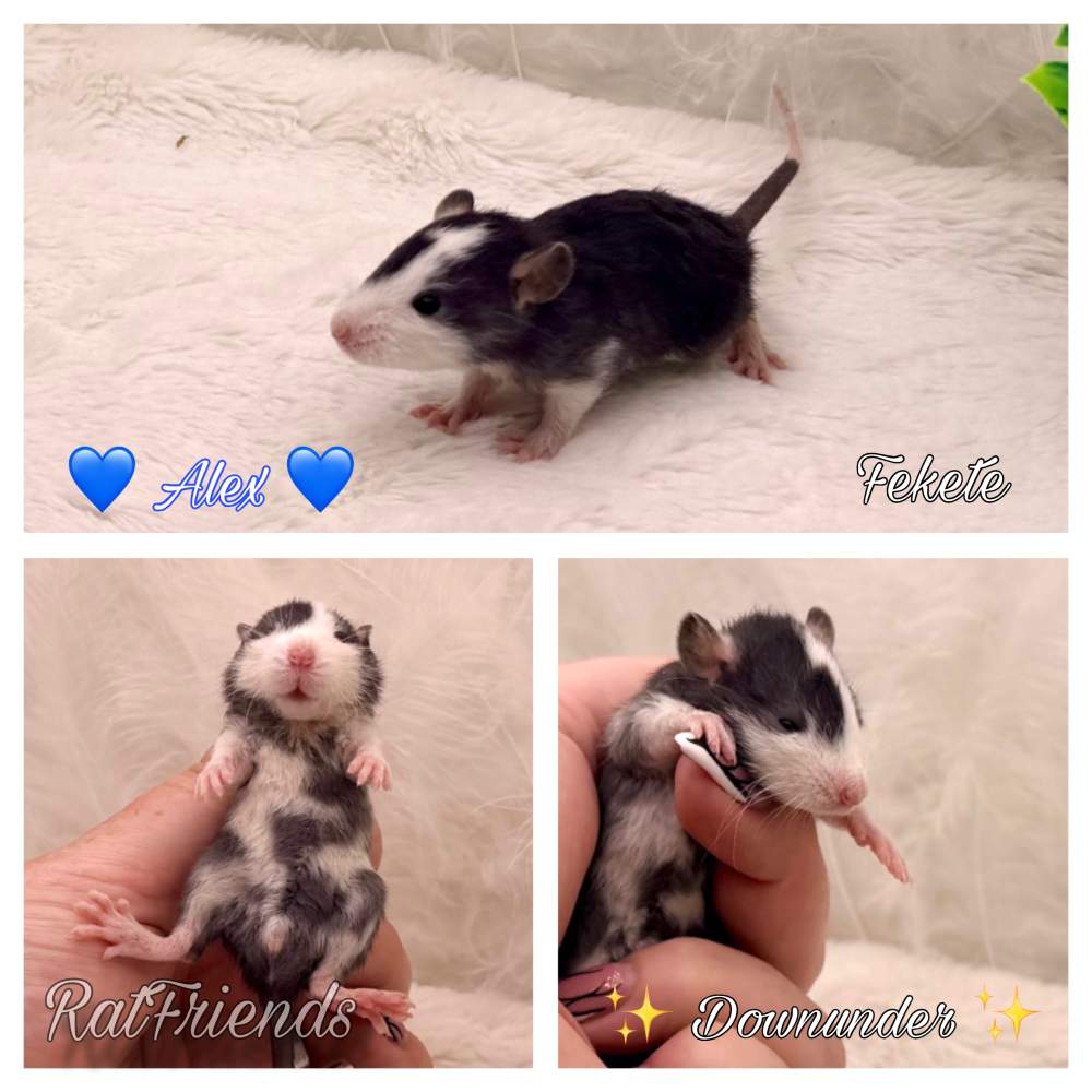 Fancy rat Breeder Rattus norvegicus 