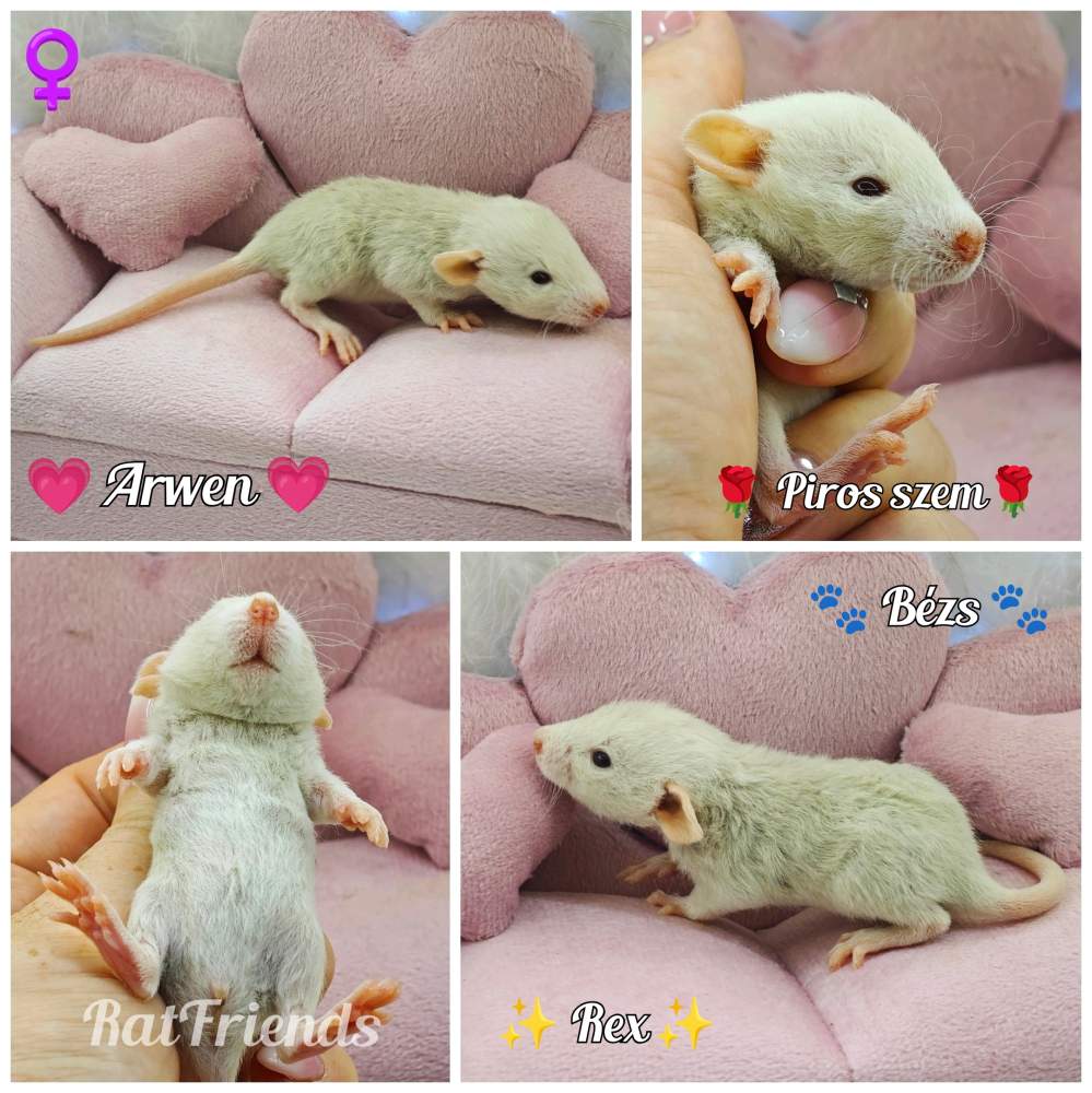 Fancy rat Breeder Rattus norvegicus 