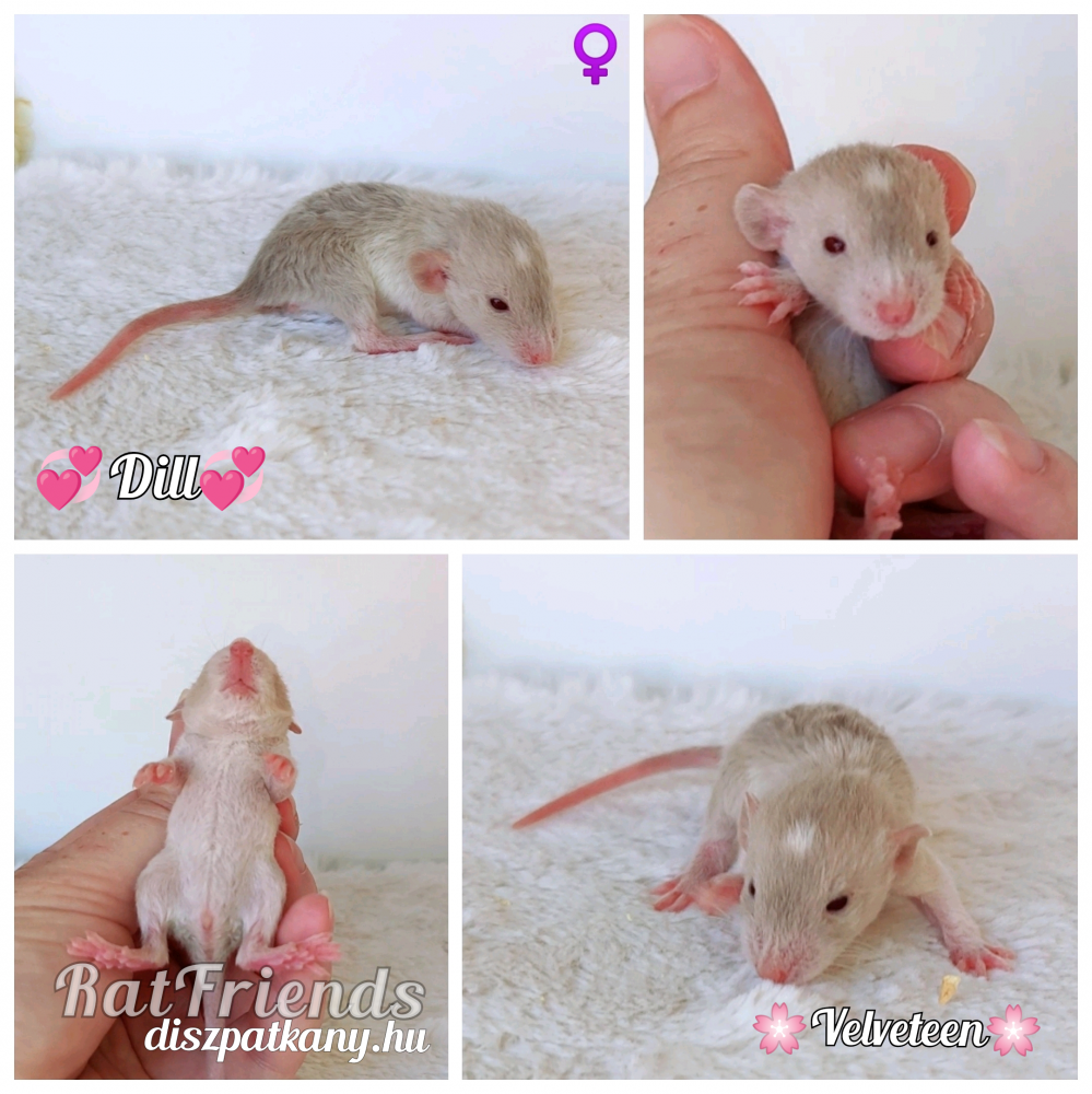 Fancy rat Owned by other Rattus norvegicus 