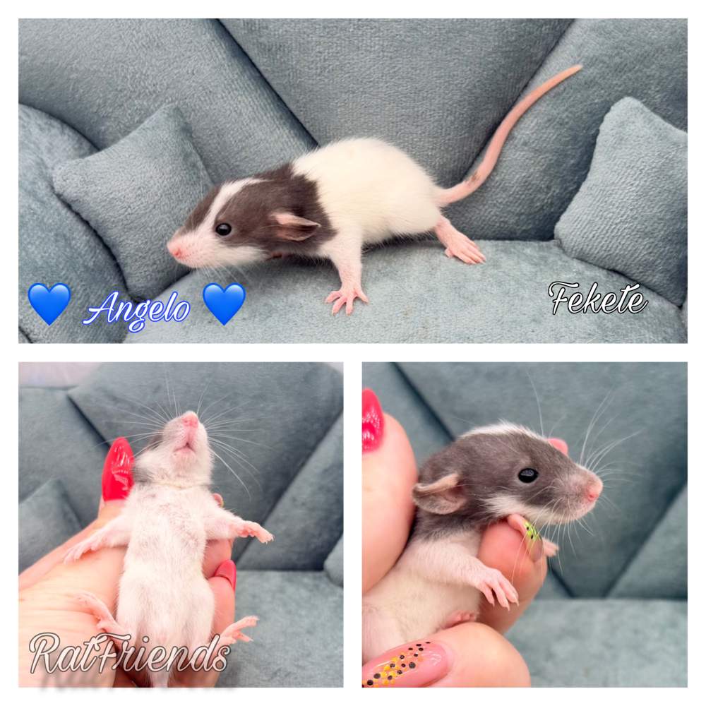 Fancy rat Available for rehoming Rattus norvegicus 