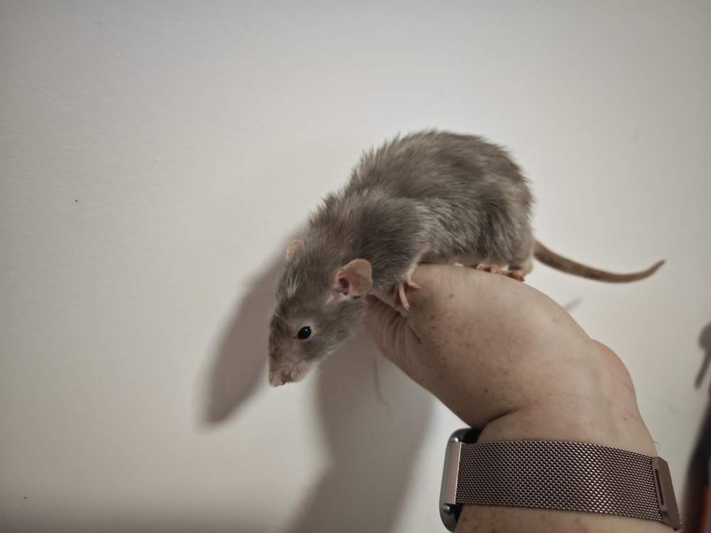 Fancy rat Breeder Rattus norvegicus 