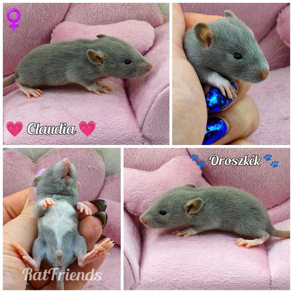 Fancy rat Rehomed Rattus norvegicus 