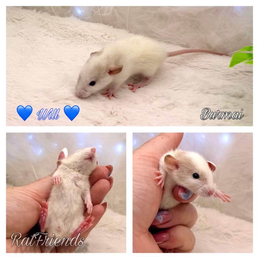 Fancy rat Available for rehoming Rattus norvegicus 