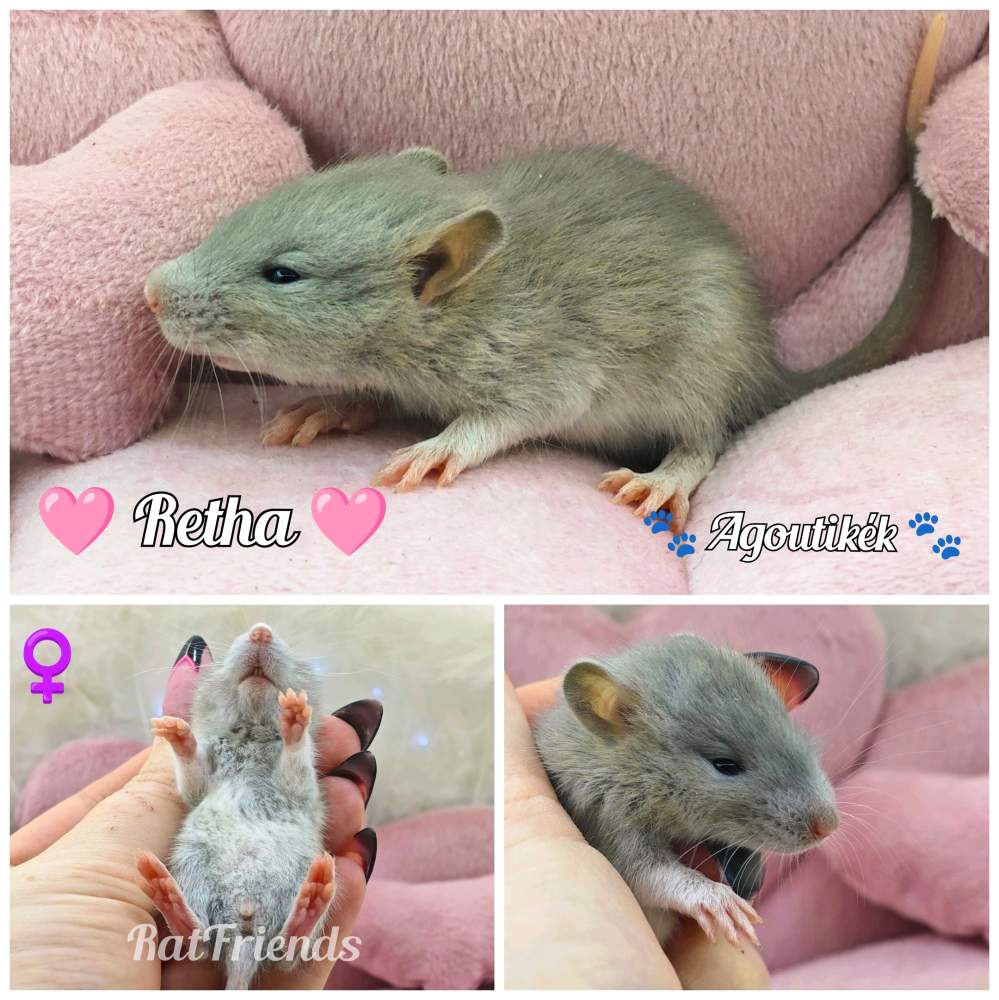 Fancy rat Available for rehoming Rattus norvegicus 