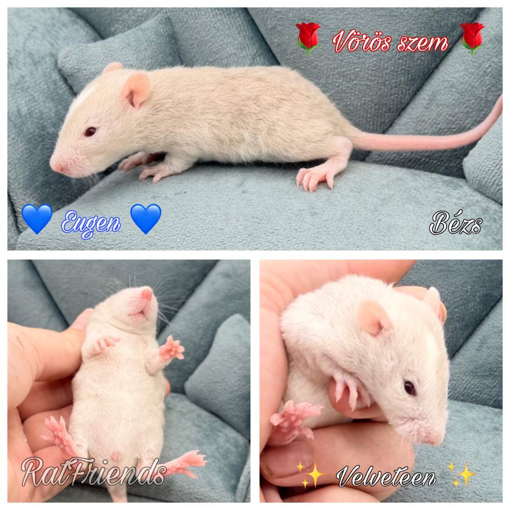 Fancy rat Available for rehoming Rattus norvegicus 