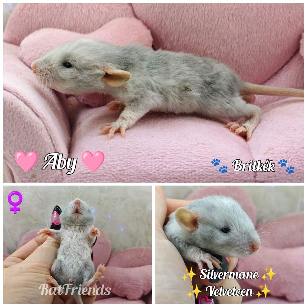 Fancy rat Available for rehoming Rattus norvegicus 